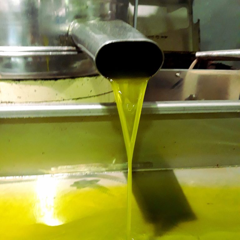 Schonende Kaltextraktion unter 27 Grad Celsius für polyphenolreiches Olivenöl